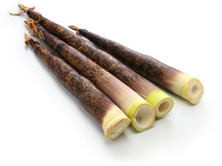 Japanese Madake Bamboo Shoots isolated on white background