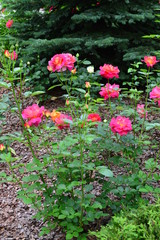 seamless background with roses