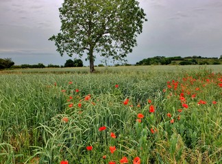 Paysage champêtre.