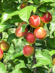                 large crop of yellow-red plums on the branches               