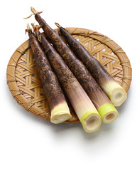 Japanese Madake Bamboo Shoots isolated on white background