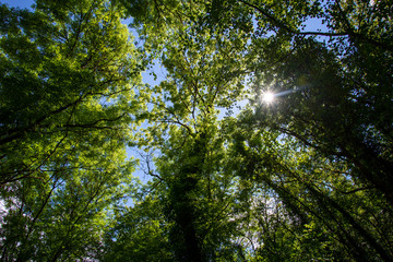 Fototapeta na wymiar Soleil à travers les arbres