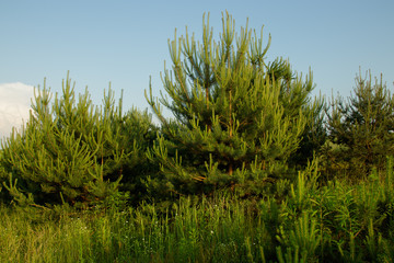 Sunset In Forest Landscape.  Beautiful Scenic View.