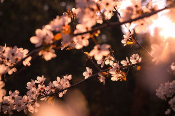 tree with beautiful pink blossoms in spring time Germany