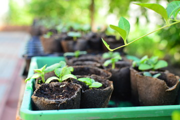 seedlings of plant seedlings in small pots