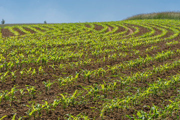 corn field in early springtime