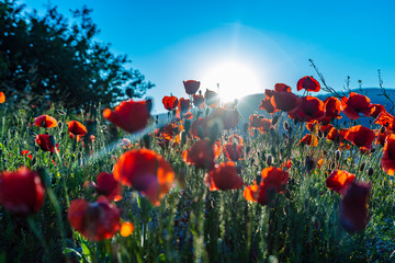 red poppy field on sunset time 