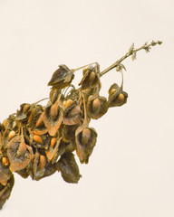 Sometimes the little things are the most beautiful.