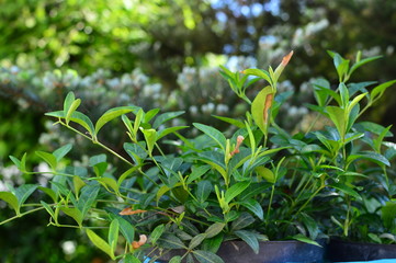 green plant in the garden