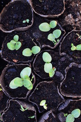 seedlings of plant seedlings in small pots