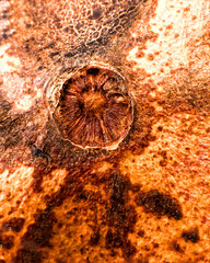 Sometimes the little things are the most beautiful.