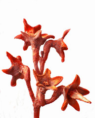 Sometimes the little things are the most beautiful.