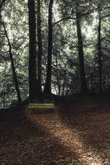 Obraz premium Beautiful mystical forest in autumn