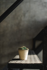 Cactus in pot on iron staircase