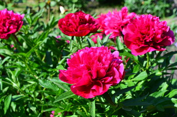 Obraz premium red flowers in the garden