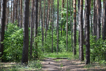 path in the forest