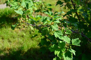 Fototapeta premium green plant in the garden