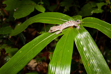Gecko on a leaf at night in rainforest