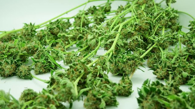 Cannabis drying process