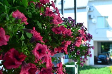 flower in the garden