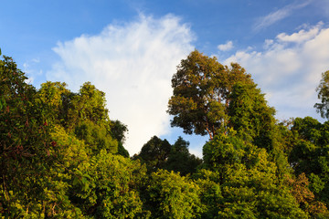 Forest and sky in warm evening sunlight