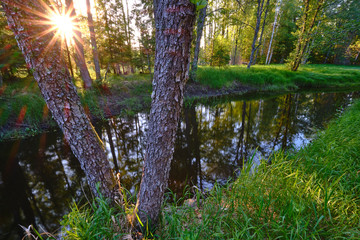 two trees next to a river with the sun in the background