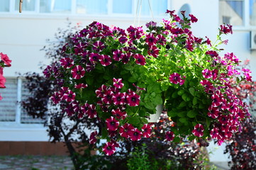 flowers in the garden