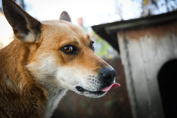 Funny and happy red dog shows the tongue