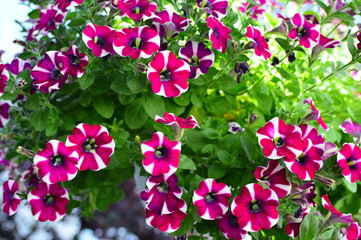 flowers in the garden