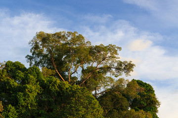 Forest and sky in warm evening sunlight