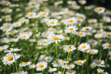 Fototapeta premium Summer meadow with white daisies.