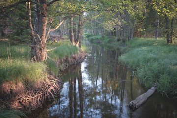 river flows through the forest with sunlight shining in from the right side