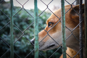 Sad view of a lonely red dog
