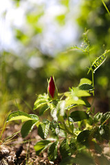 Young wild rose