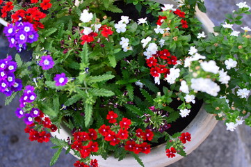 red flowers in the garden