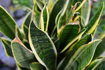 Obraz premium plant in the garden