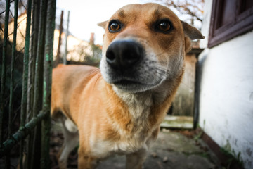 Sad view of a lonely red dog