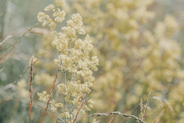 Light nature blurred background with yellow flower