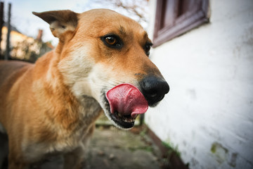 Funny red dog is licking