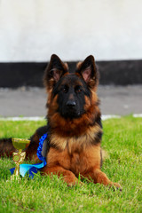 Dog breed German Shepherd
