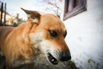 Red dog that is proud of itself