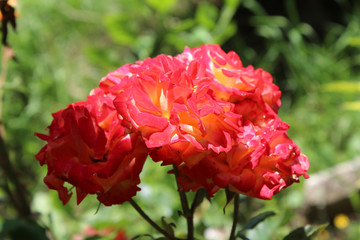 Bouquet of red orange yellow roses in blossom from my organic garden, macro photography