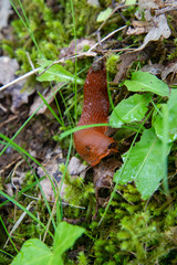 Limace dans la foret