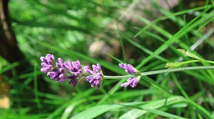 Lavandula commonly lavender in the beginning of blossom in my organic garden