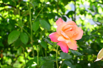 pink rose in garden