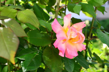flower in the garden