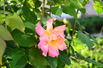 flower in the garden