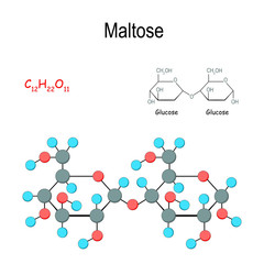 Maltose. Chemical structural formula and model of molecule
