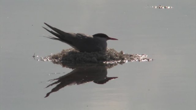 Common Tern incubating on nest, Atlit, Israel