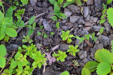 green leaves background